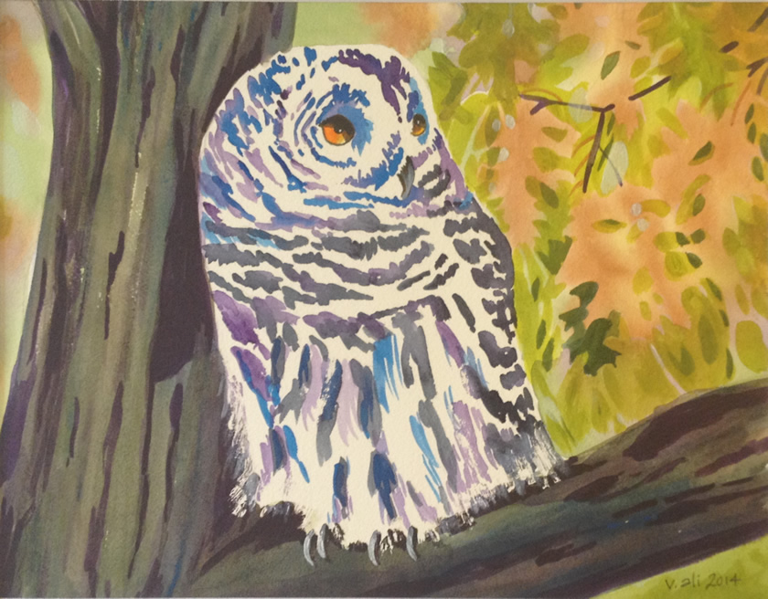 The Forest Dreams of Owls